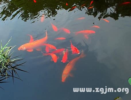 夢見水中有魚|周公解夢